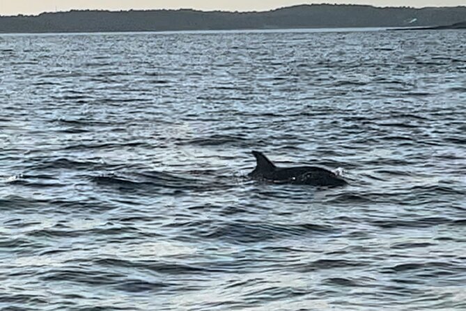 Dolphin Watching Tour – 85% Chance – Drinks & Dinner Included - How long is three hours in practice?