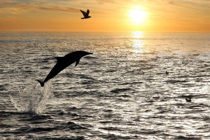 Dolphin Watching Tour – 85% Chance – Drinks & Dinner Included - Value at $54.42 per person