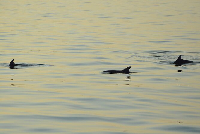 Dolphin Watching Tour – 85% Chance – Drinks & Dinner Included - Porer Lighthouse and its 1846 story