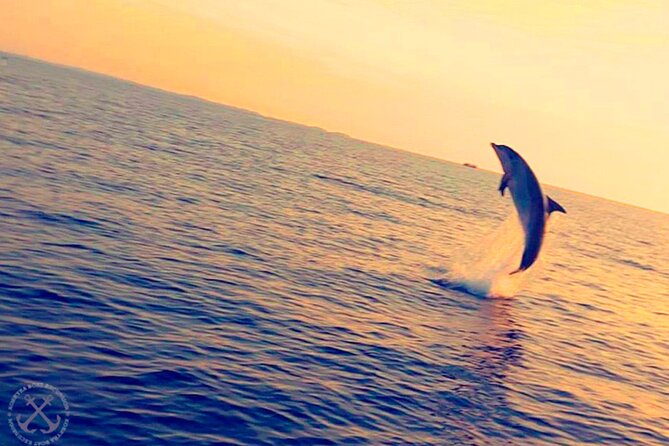 Dolphins Watching in the National Park Brijuni from Pula - Group size, comfort, and the feel on board