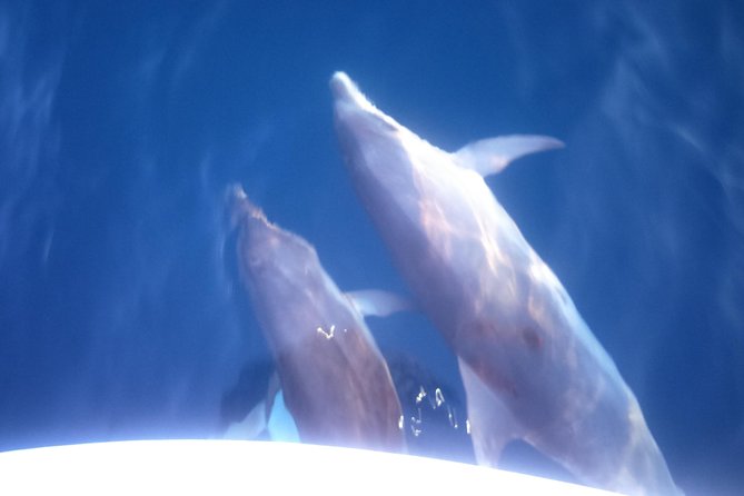 Dolphins Watching in the National Park Brijuni from Pula - What the Brijuni route gives you
