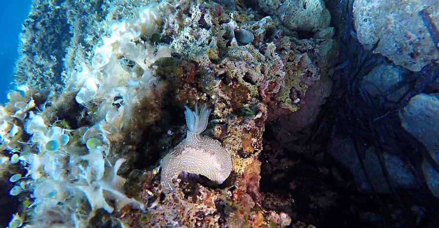 Dubrovnik: 1-Day Discover Scuba Diving Course - A full day beneath Dubrovnik’s shore