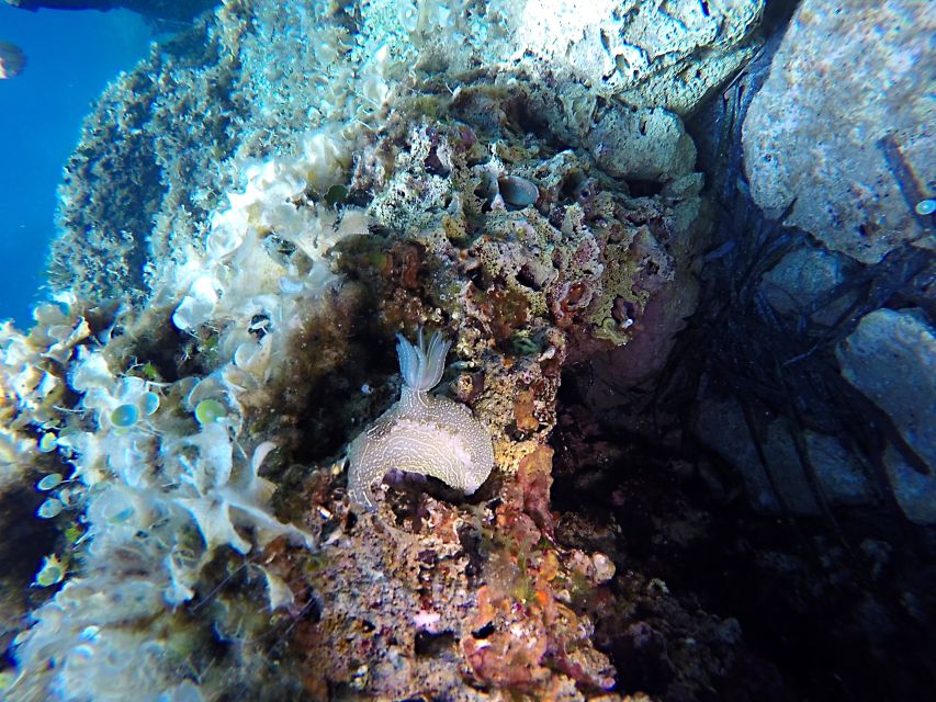 Dubrovnik: 1-Day Discover Scuba Diving Course - Two sessions give you time to find your rhythm