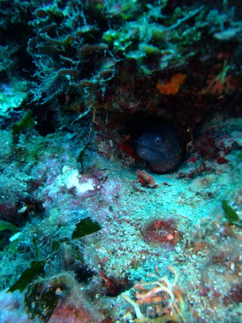 Dubrovnik: 1-Day Diving Package - Mala Afrika, Maros Cave, and Pipa Rock