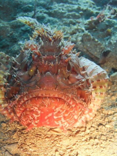 Dubrovnik: 1-Day Diving Package - Boat sites with wrecks, caves, and a lake