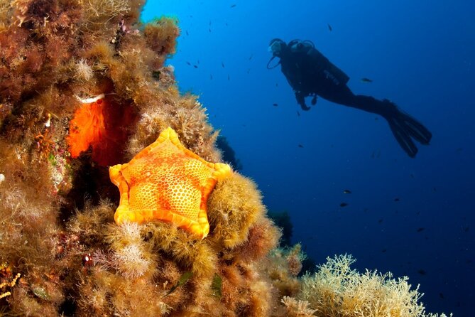 Dubrovnik 1 Dive for Certified Divers - What this Dubrovnik underwater outing really offers