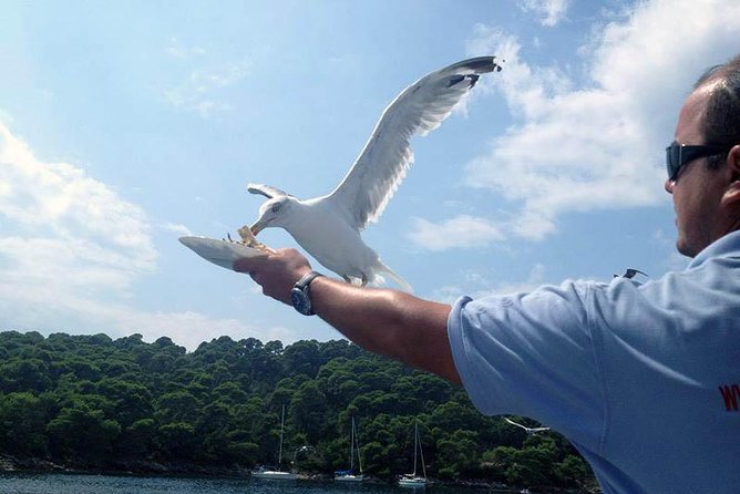 Dubrovnik Elafiti Islands Cruise with Lunch, Drinks and Pickup - Šipan and Suđurađ: a quieter finish