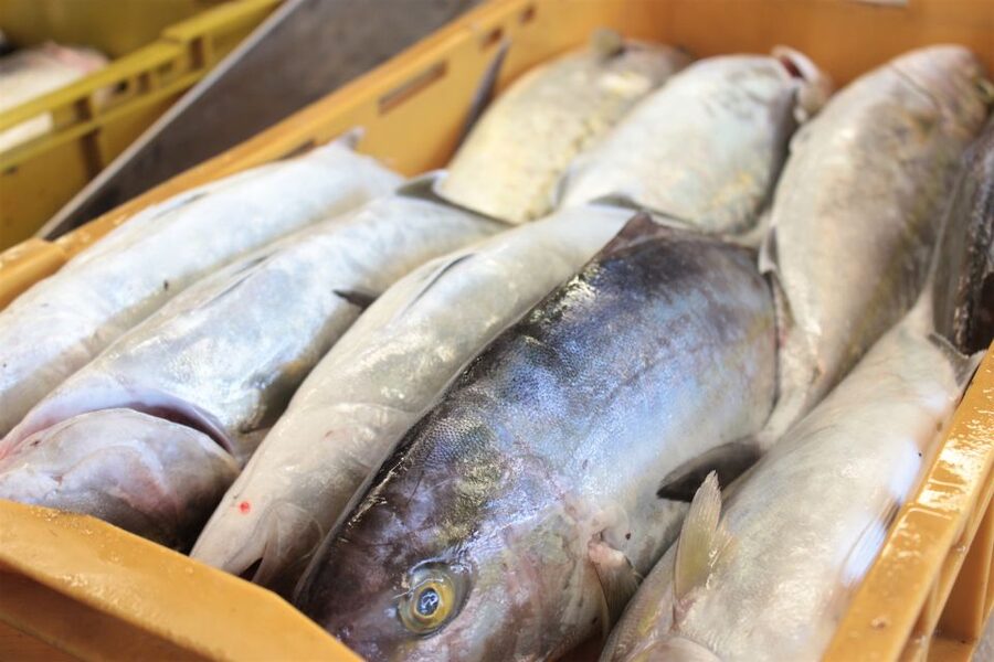 Dubrovnik: Private Cooking Experience with Wine Tasting - Key points to know before booking