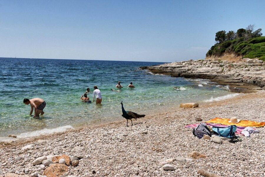 Fazana: Brijuni National Park Scenic Boat Tour - Who will enjoy this tour most