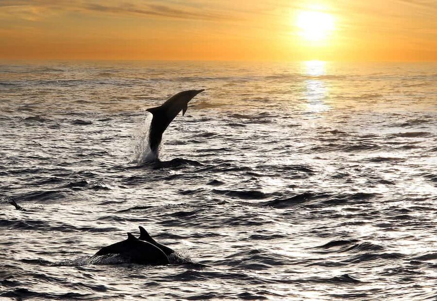 Fazana: Dolphin Finder in Brijuni islands Safari with Dinner - Setting out from Fažana’s white lighthouse