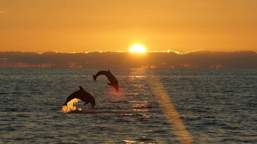 Fazana: Dolphin Finder in Brijuni islands Safari with Dinner - How the itinerary works from start to finish