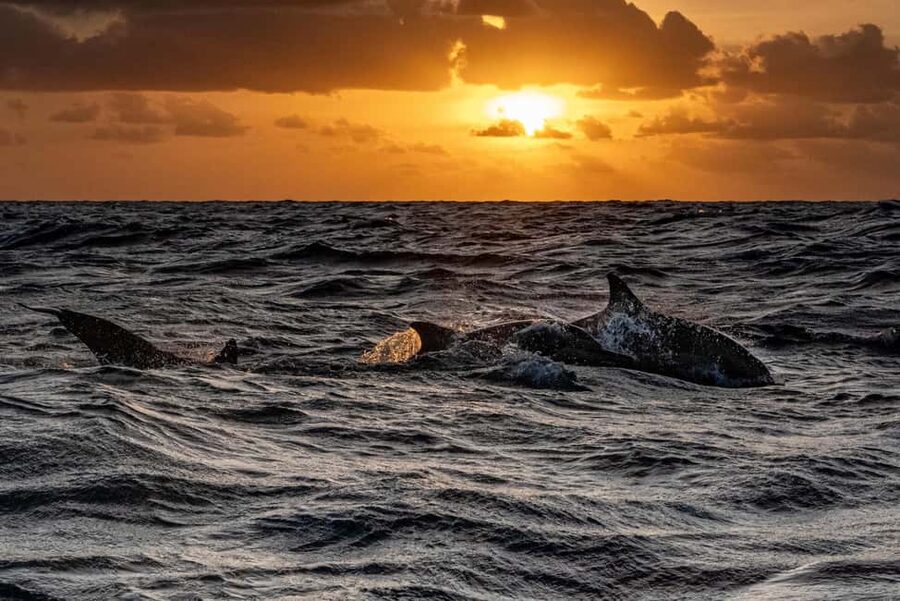 Fazana: Dolphin Finder in Brijuni islands Safari with Dinner - The $34 question: good value or false economy?
