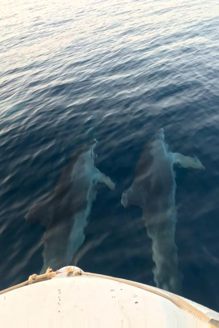 Fazana: Guided Dolphin Watching Sightseeing Cruise at Sunset - Cancellation and booking flexibility