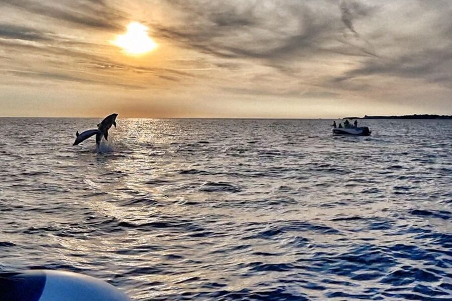 Fazana: Guided Dolphin Watching Sightseeing Cruise at Sunset - Watching dolphins at sunset