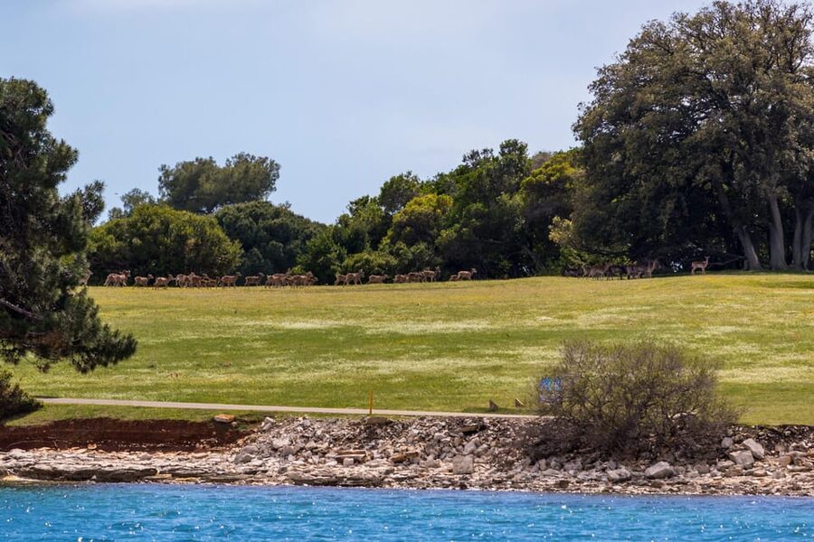 Fažana: Sail like a president with Brijuni Panorama - St. Jerolim: the swimming stop