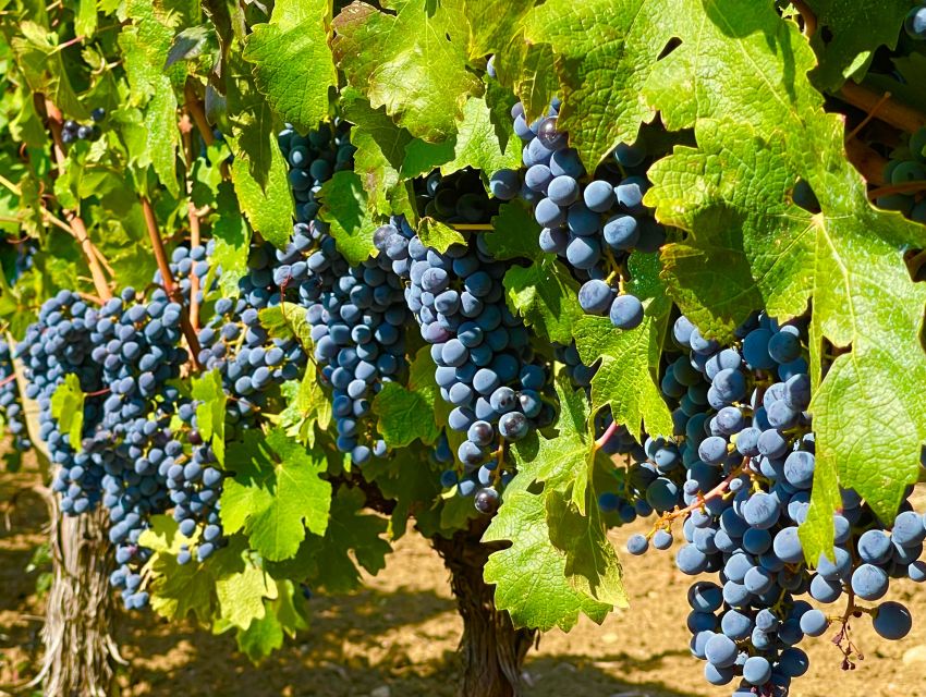 From Biograd: Wine and Olive Oil Tasting in Ražnjevića Dvori - What I would want to know before booking