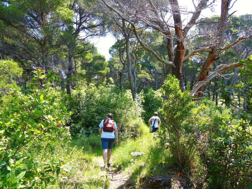 From Dubrovnik: Hiking & Swimming on Koločep Island Day Trip - Who should book this Koločep outing?