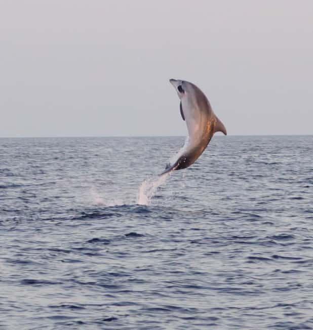 From Fazana: Dolphin watching and snorkeling in Blue Cave - From Fažana port to the first swim