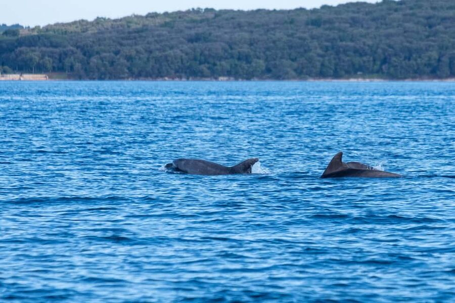 From Fazana: Dolphin watching and snorkeling in Blue Cave - The open sea and the search for Adriatic dolphins