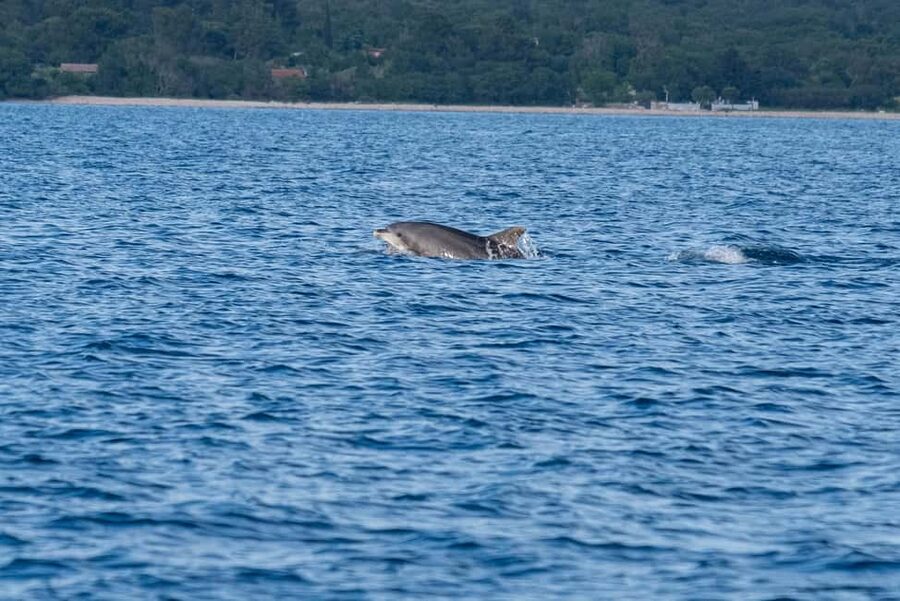 From Fazana: Dolphin watching and snorkeling in Blue Cave - Who will enjoy this trip most
