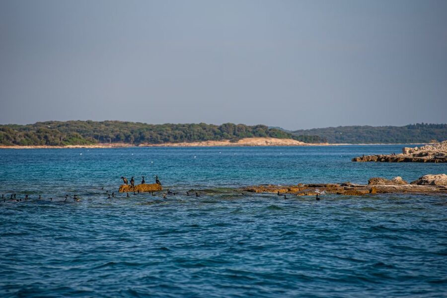 From Fažana: Private boat tour of Brijuni Islands - Veliki Brijun for the safari park and island history