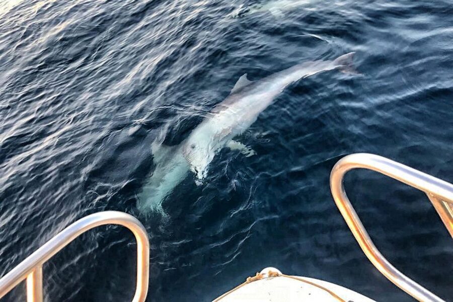 From Fazana: Private sunset dolphin tour - Key points to know before you book