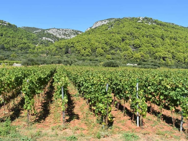From Korcula Town: Local Wine & Sightseeing Half-Day Tour - Price, pace, and what you are really paying for