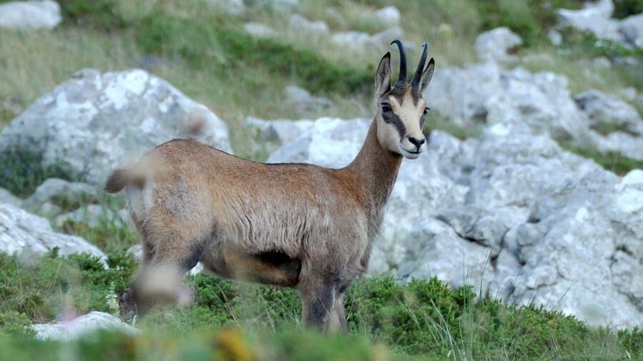 From Makarska: Biokovo Nature Park Guided Tour with Skywalk - The 800-meter stop gives you the first big view