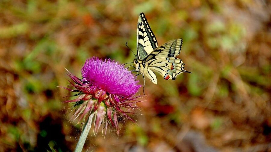 From Makarska: Biokovo Nature Park Guided Tour with Skywalk - Walking onto the Skywalk