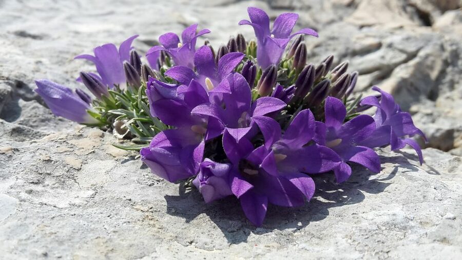 From Makarska: Biokovo Nature Park Guided Tour with Skywalk - The short mountain walk adds useful context