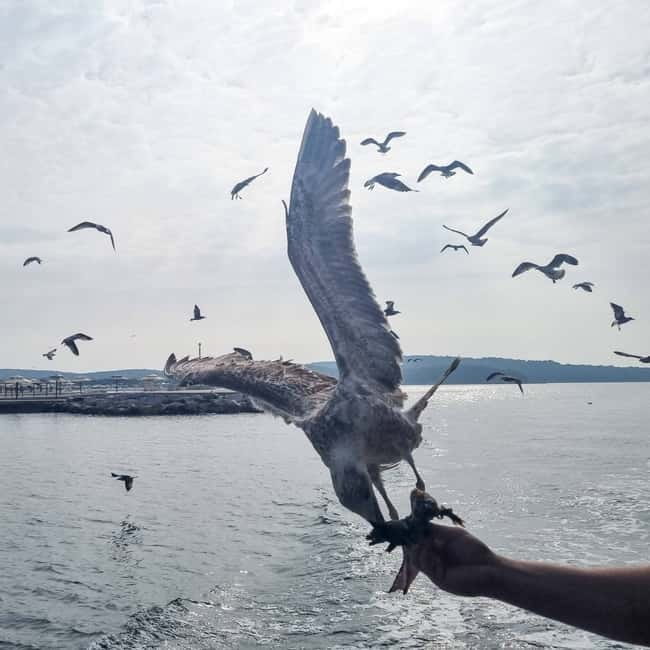 From Poreč: Boat Day Trip to Rovinj with Fish Lunch - Fish Lunch and an Aperitif at Sea