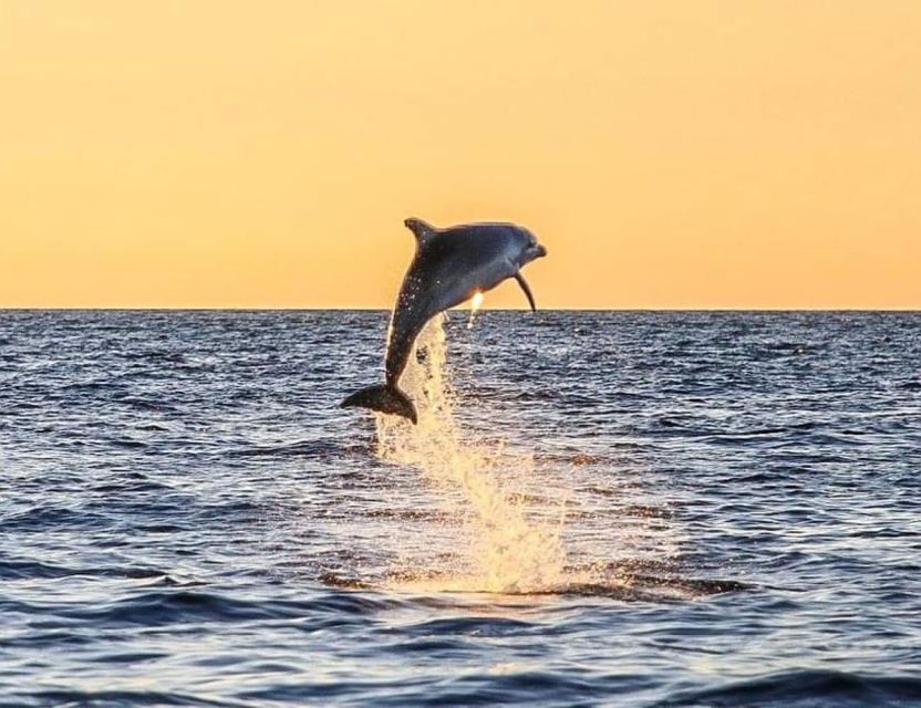 From Poreč: Evening Dolphin Cruise with Welcome Drink - Key points to know before boarding