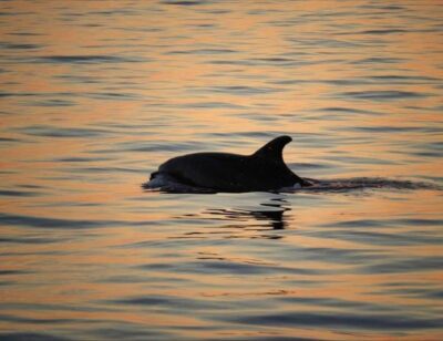 Evening Dolphin Cruise with Welcome Drink