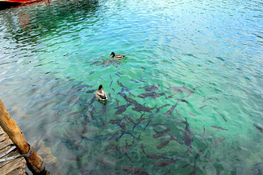 From Split: Plitvice Lakes Fully-Guided Day Tour - Why Plitvice is worth the long ride from Split