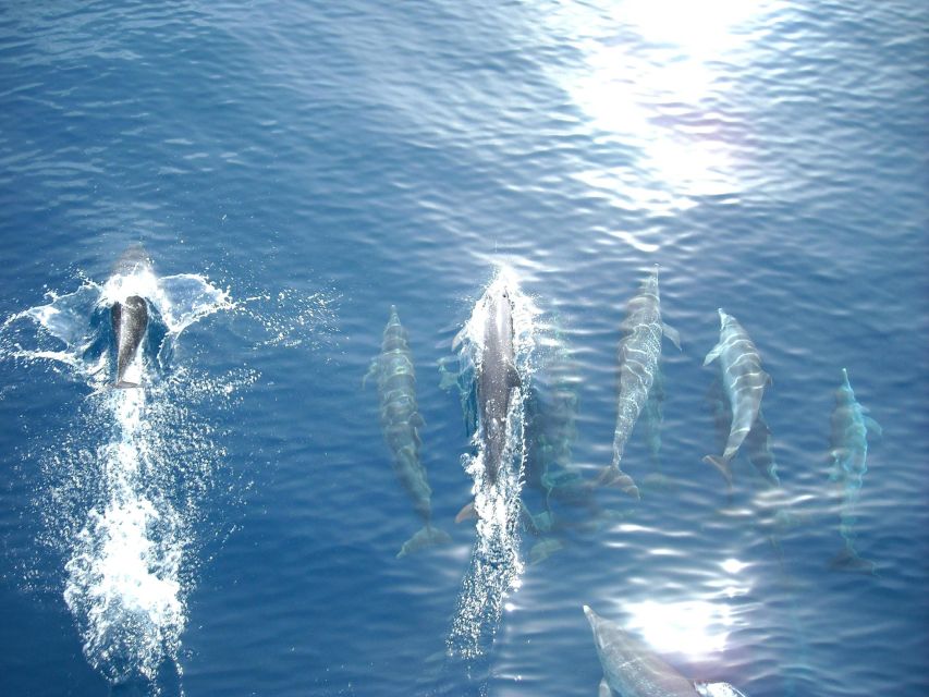 From Vrsar: Lim Bay, Pirate Cave and Rovinj Visit - How the day feels in practice