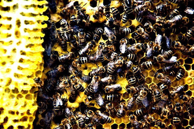 Give Bees a chance! - Meeting Goran and hearing the family story