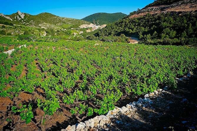 Half Day Tour - Deep and Dark Red Wine of Pelješac - Why Pelješac Makes Sense for a Wine Trip from Dubrovnik
