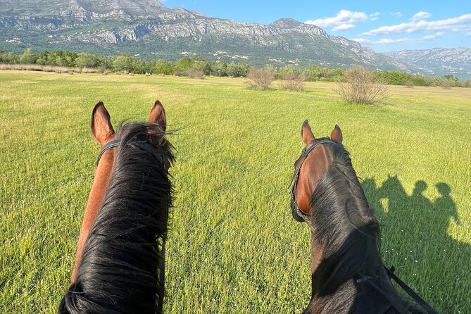 Horseback Riding Experience with transport from Dubrovnik - Who should book this ride?