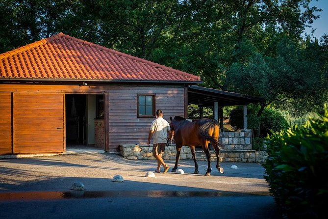 Horseback Riding in Konavle Region with Transport from Dubrovnik - Transport, timing, and the practical details
