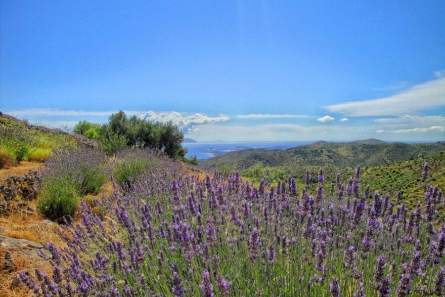 Hvar: Island tour with Wine and Olive Oil Tasting - Key points to know before booking