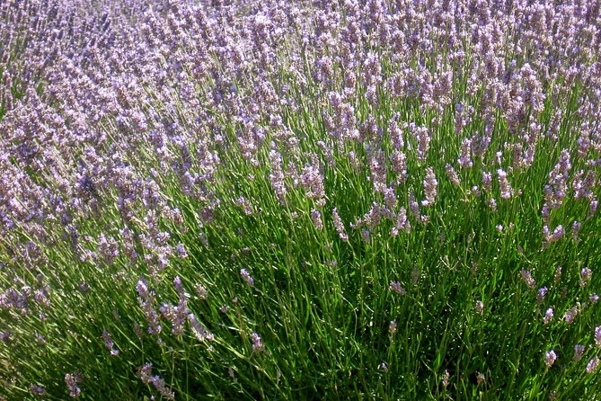 Hvar Lavender Small Group Tour - Who should book the Hvar lavender tour