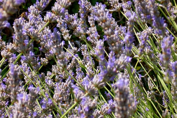 Hvar Lavender Small Group Tour - Should you book it?
