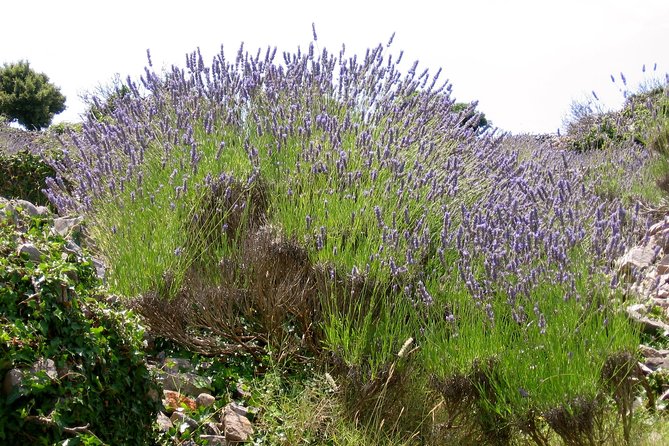 Hvar Lavender Small Group Tour - Velo Grablje and the lavender cheesecake stop