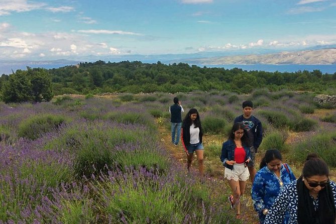 Hvar Lavender Tour - A lavender tour with more walking than farming