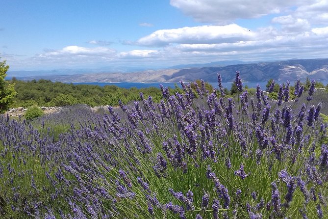 Hvar Lavender Tour - Starting above Hvar Town at Vidikovac