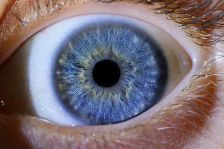 IRIS Photography (macro photo of your eye) - Staff, languages, and the feel of the appointment