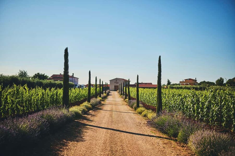 Istria: Pervino wine tasting - A personal tasting at Pervino in Novigrad