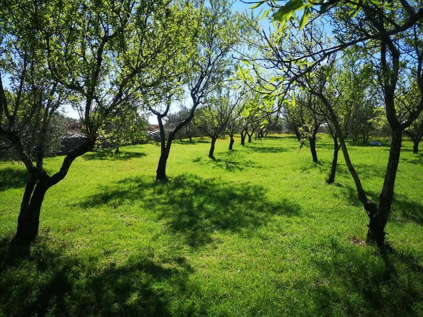 Kastela: Wine & Olive Tasting Tour w/Delicacies & Live Music - A family farm visit near Kaštela