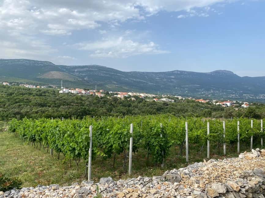 Kastela: Wine & Olive Tasting Tour w/Delicacies & Live Music - Inside the cellar: schnapps, wine, and your own bottle