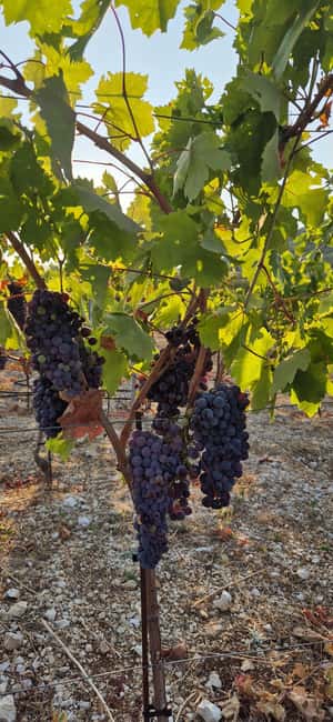Kastela: Wine & Olive Tasting Tour w/Delicacies & Live Music - Practical advice before you go